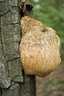 Süngomba (Hericium erinaceus), Naszály-hegy